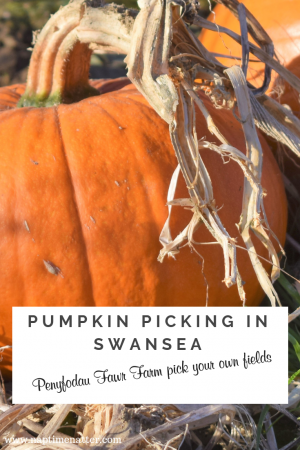 pumpkin picking in swansea
